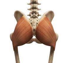 Glutes Function & Facts