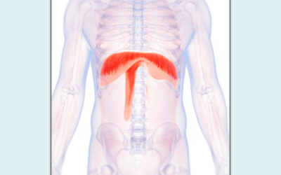 The Diaphragm: What Is It & What Is It’s Function?